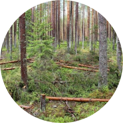 Pieejamie pakalpojumi
