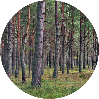 mezsaimnieciskie pakalpojumi Vecpurmatuli